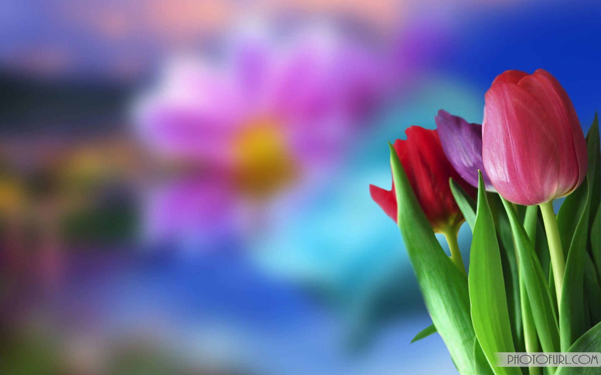 Flower Screen Background 6483 Best HD Wallpaper. Wallpaiper