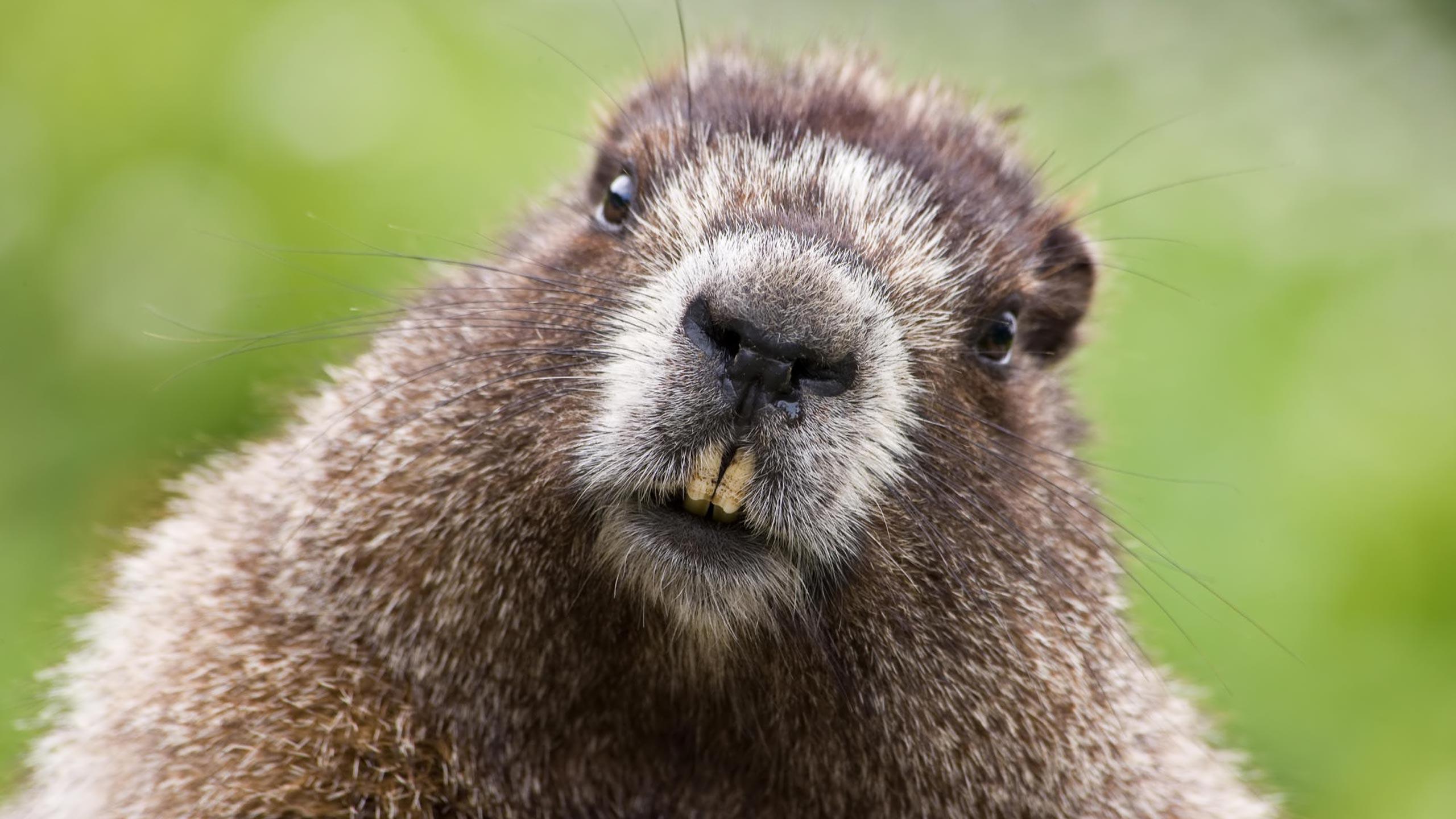 Desktop Wallpaper · Gallery · Animals · Marmot Groundhog. Free