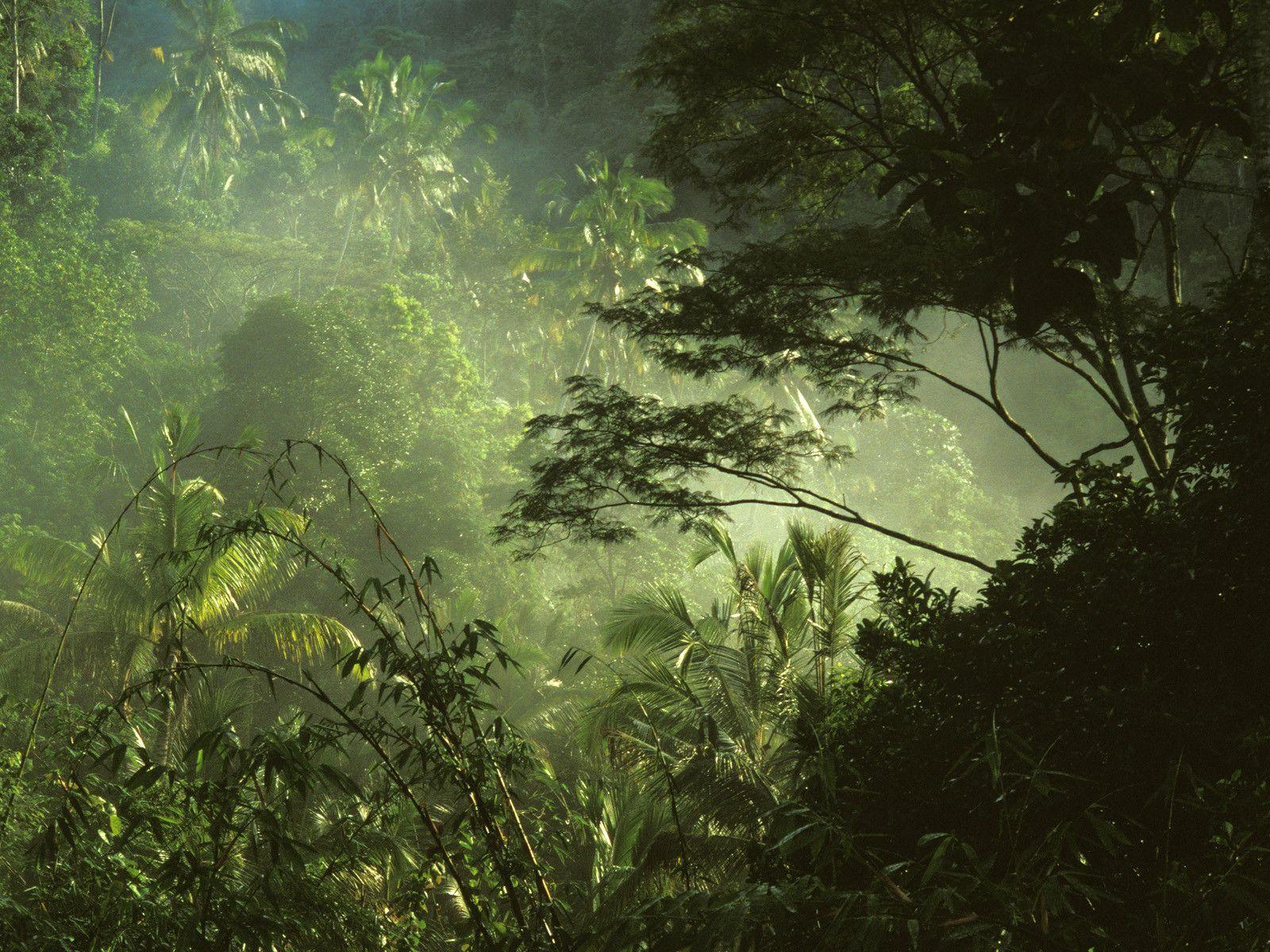 Tropical Rainforest Near Ubud Bali Indonesia (788) Nature