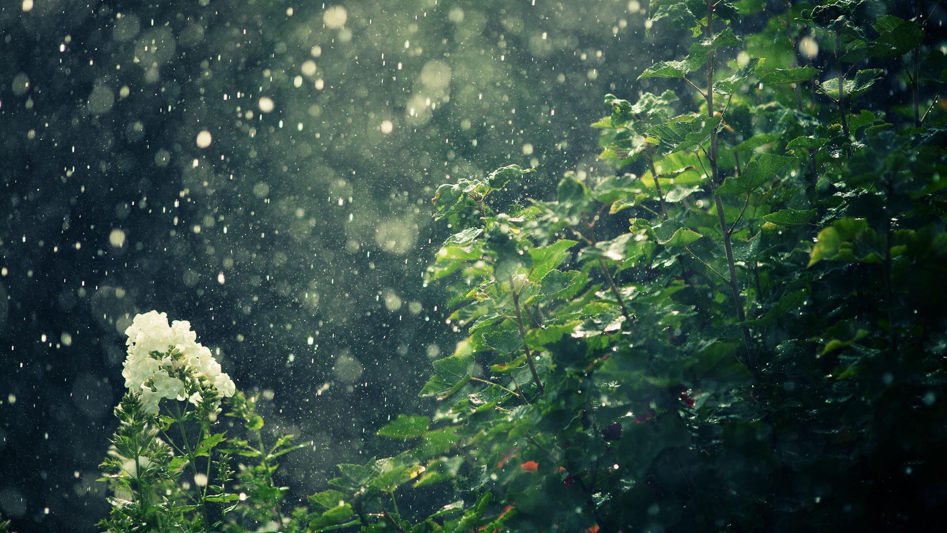 image For > Raining Forest Wallpaper