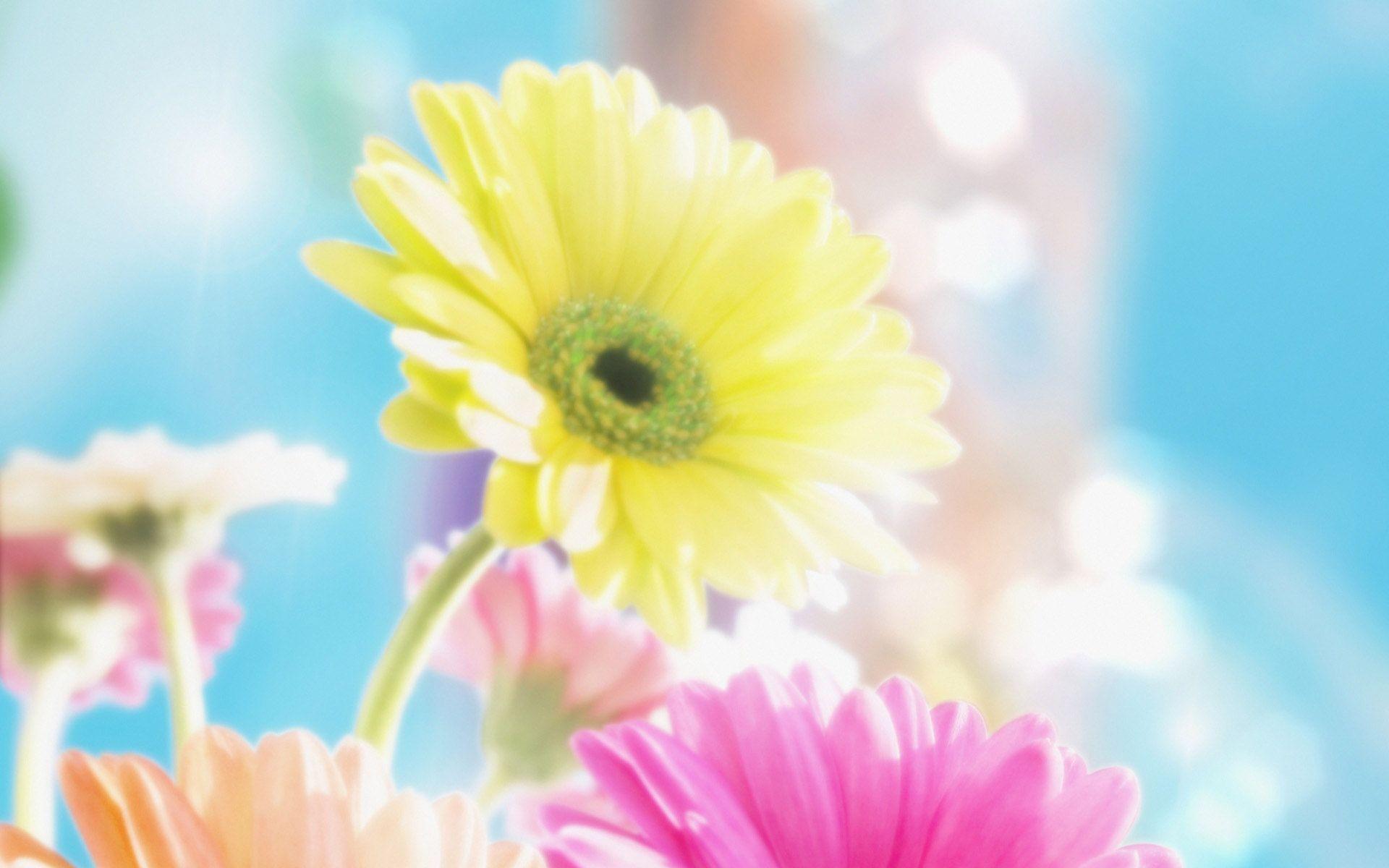 Wallpaper For > Colorful Daisy Background