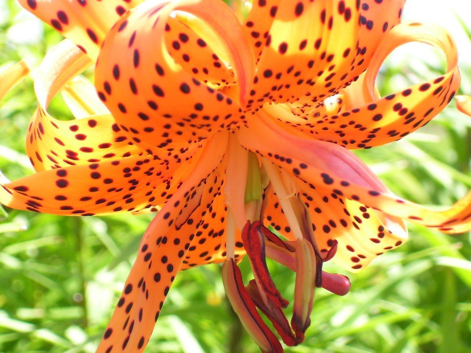 Talking to Plants: Call Me Tiger Lily