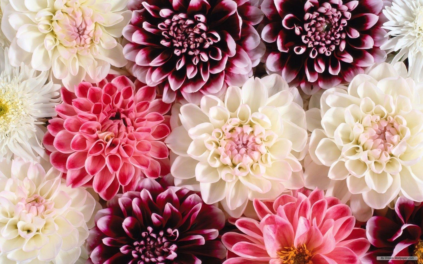 Beautiful Flower Wallpapers - Wallpaper Cave