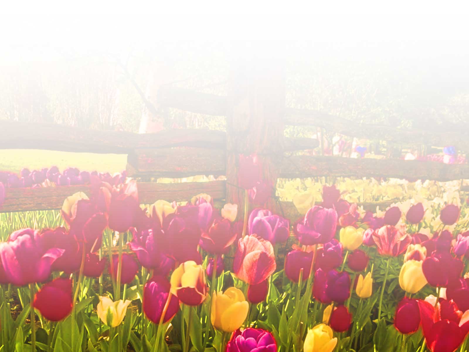 Free The Nice Flower Garden Background For PowerPoint