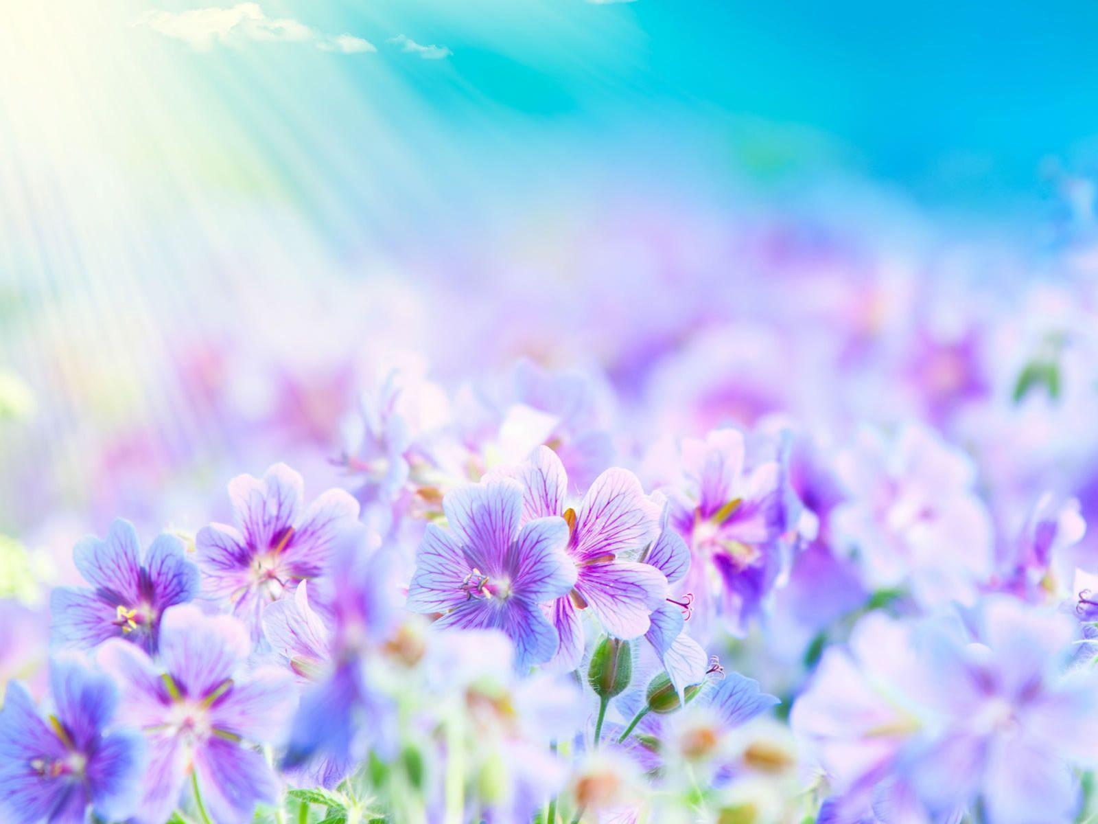 Flower Background. HD Wallpaper Image