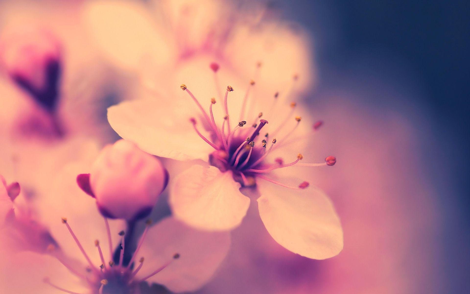 Cherry Blossom Flowers And Bird Wallpaper