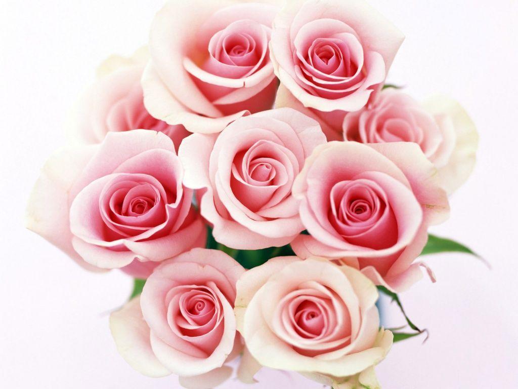 White And Pink Roses Background