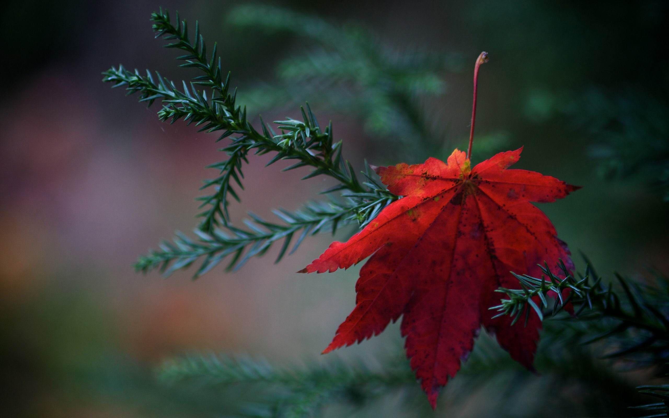 Red Fallen Leaf Autumn Nature. HQ Wallpaper for PC
