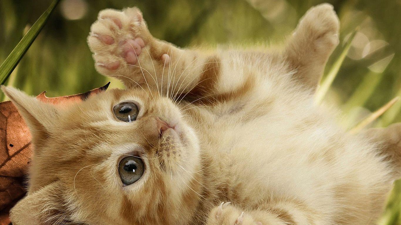 Wallpaper For > Cute Cat Background Desktop
