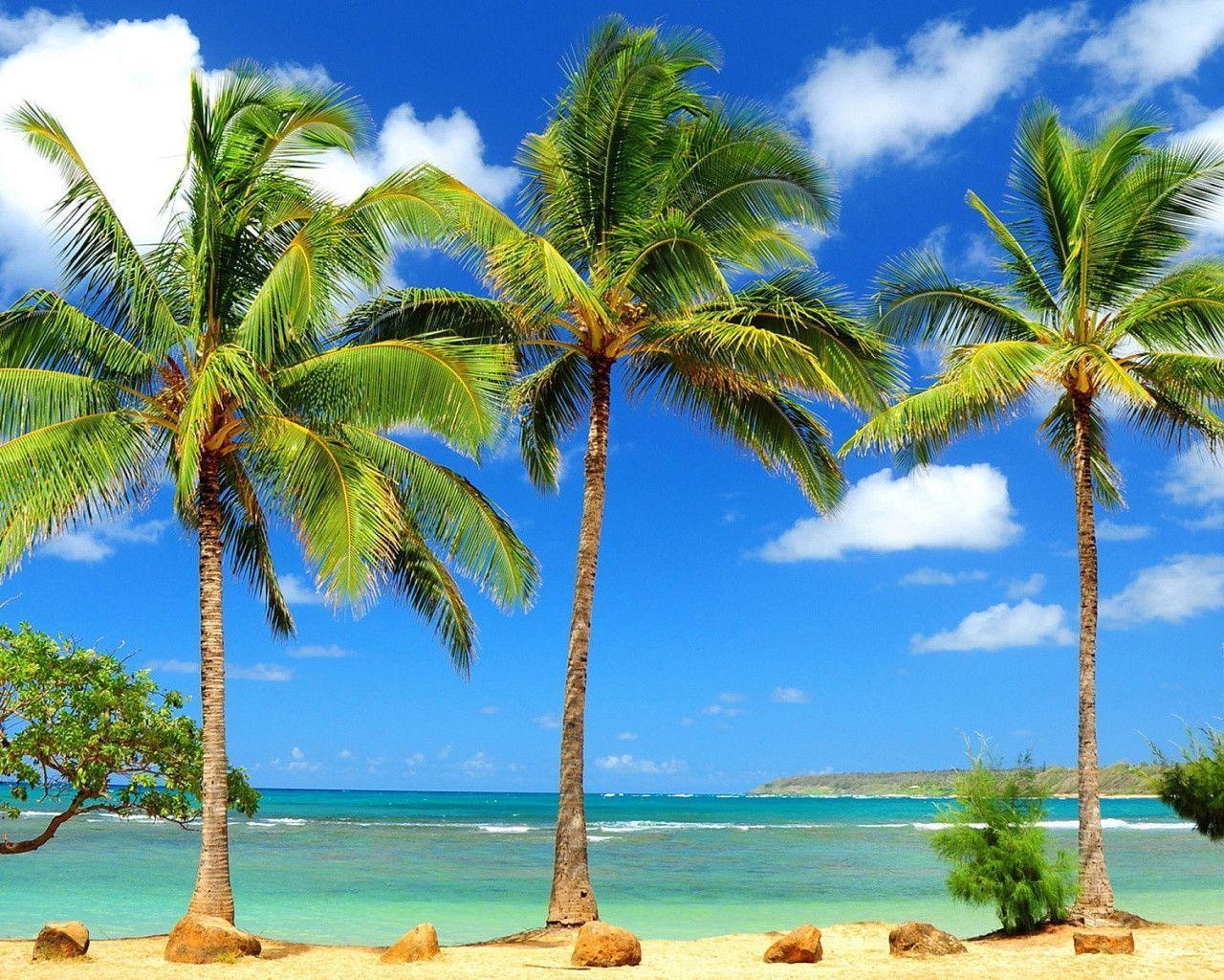 Palms sunny beach Wallpaper