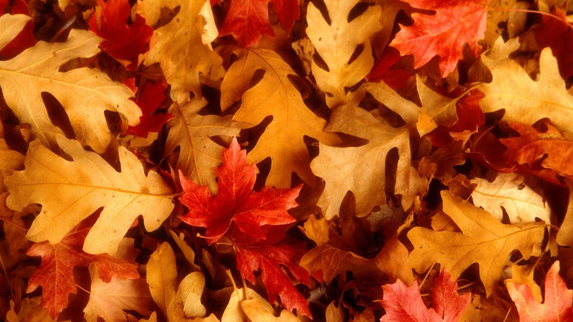 Best autumn fall maple leaves HD wallpaper collection