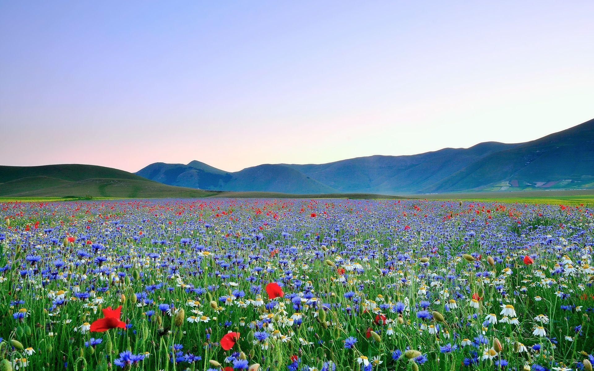 Beautiful Field Of Flowers