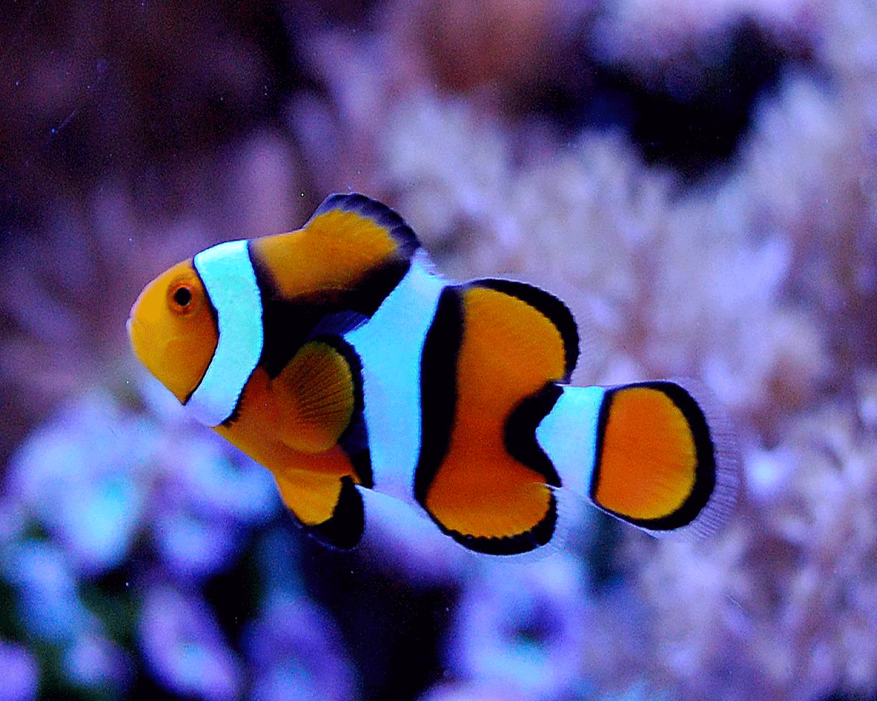 Picture of Clown Fish Desktop Wallpaper HD. Fish, Picture