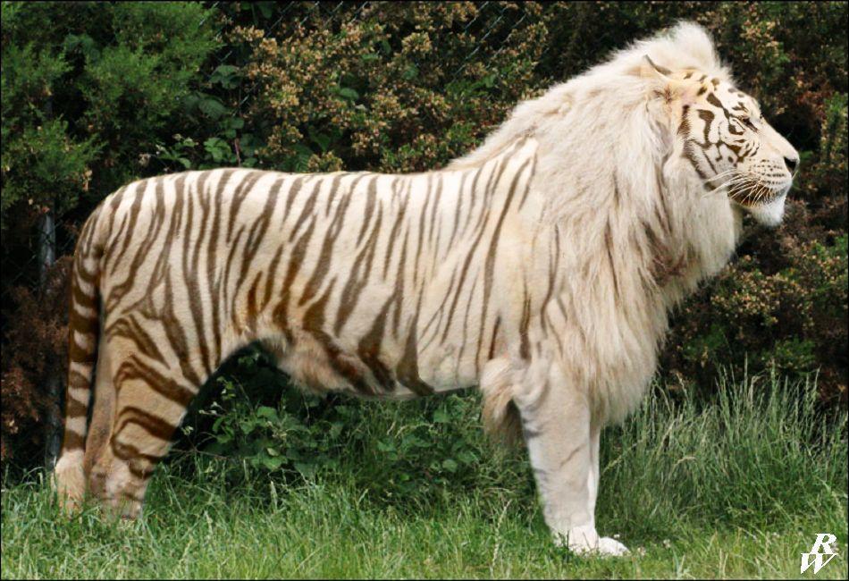 More Like White liger
