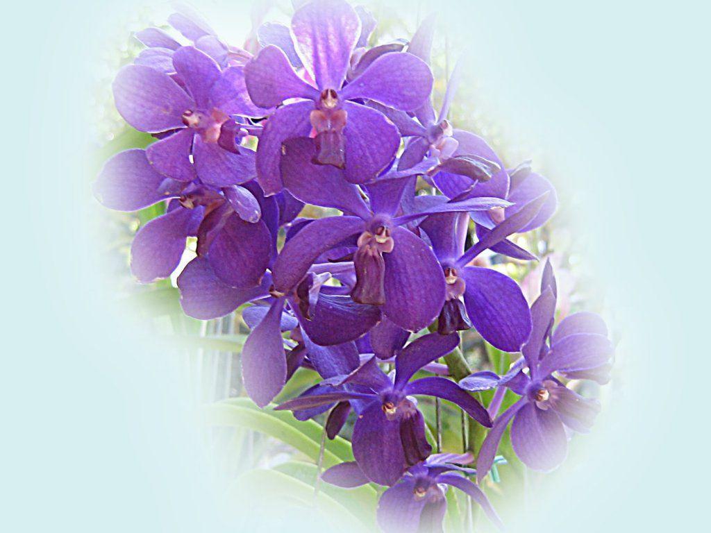 Blue And Purple Orchids Wallpaper