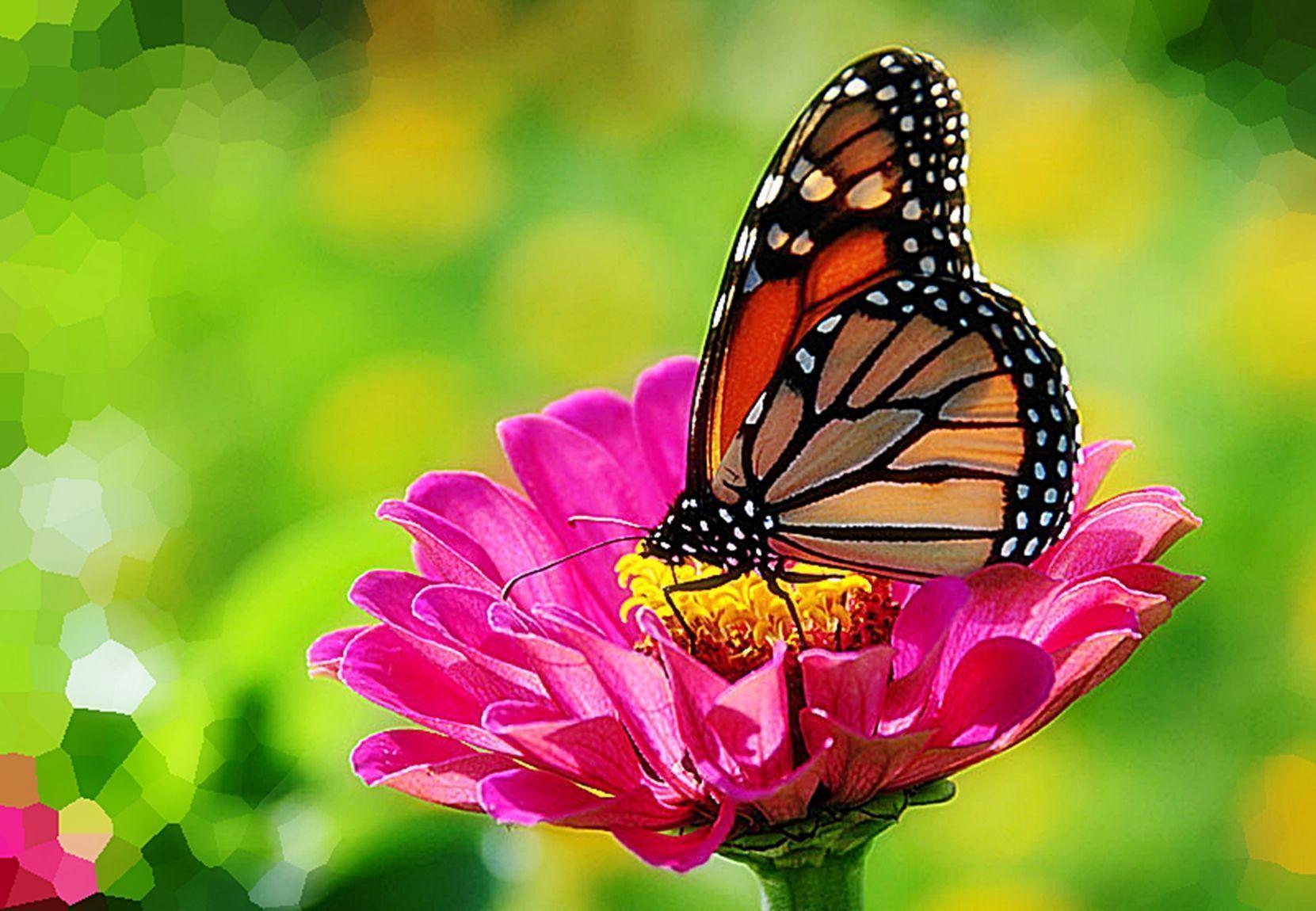 butterfly on colorful flower wallpaper Search Engine