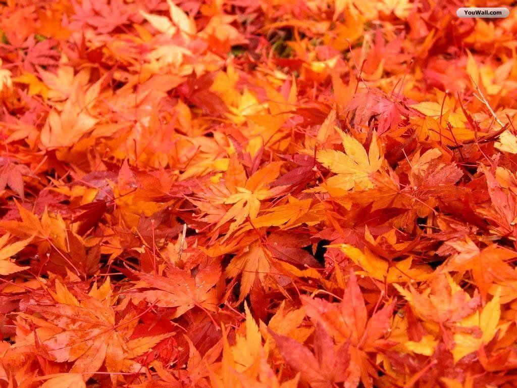 Wallpaper For > Autumn Leaves Desktop Wallpaper HD