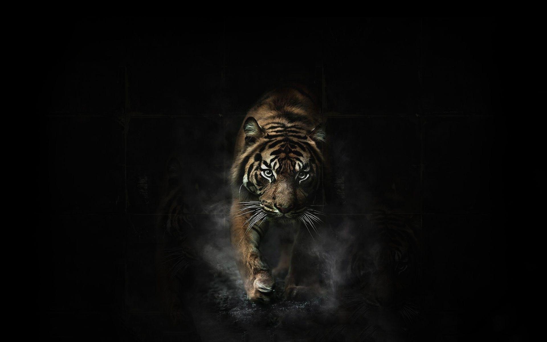 Angry Tiger Wallpaper HD wallpaper search