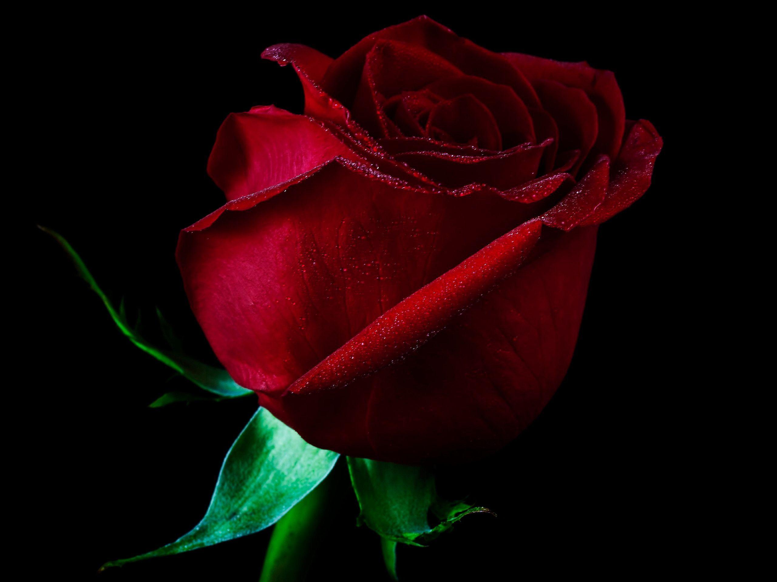 Beautiful Single Rose HD Image