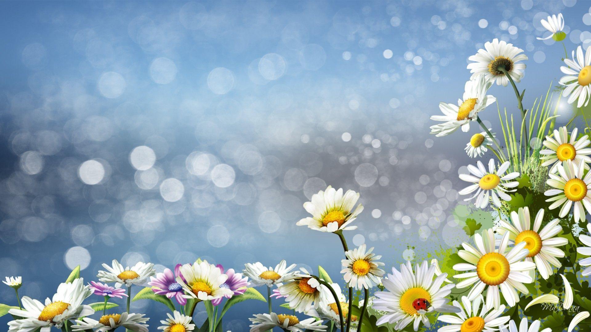 Daisies Surprise Daisy Wild Flowers Nature HD wallpaper #
