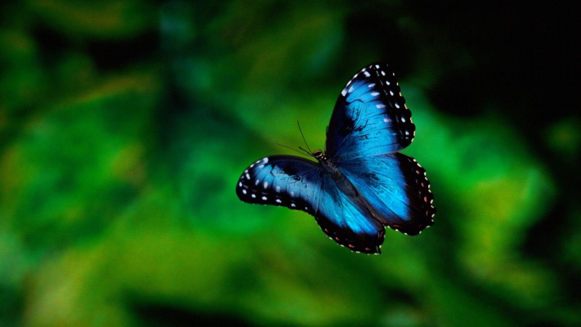 Bluish Butterfly In Abstract Form HD Wallpaper. HD Wallpaper