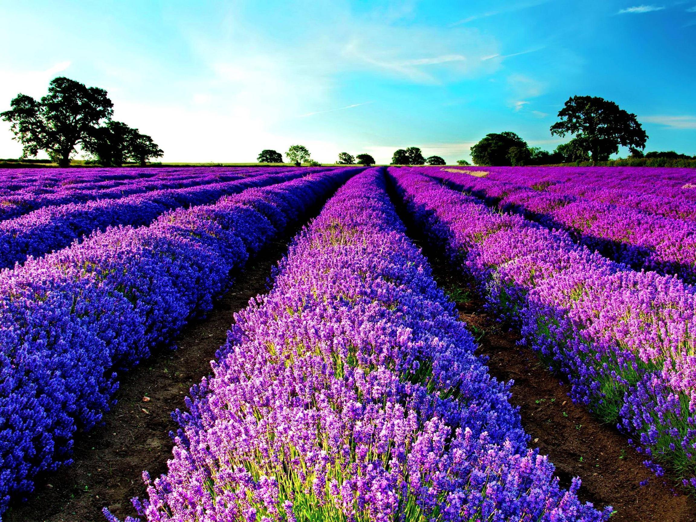 HD Lavender Morning Wallpaper