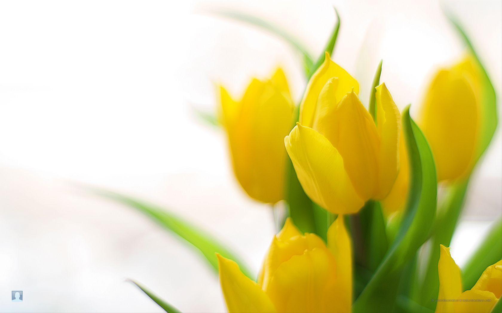 Download Awesome Free Blog Archive Spring Flowers Background