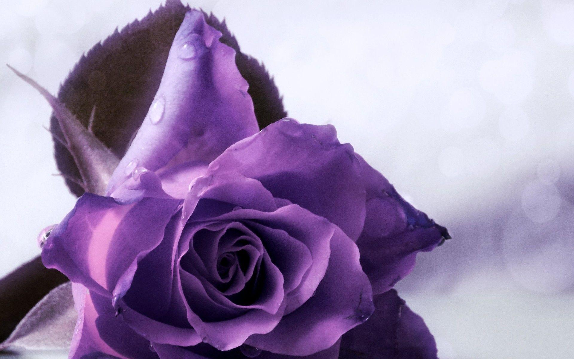 Soft Purple Rose Flower Wallpaper