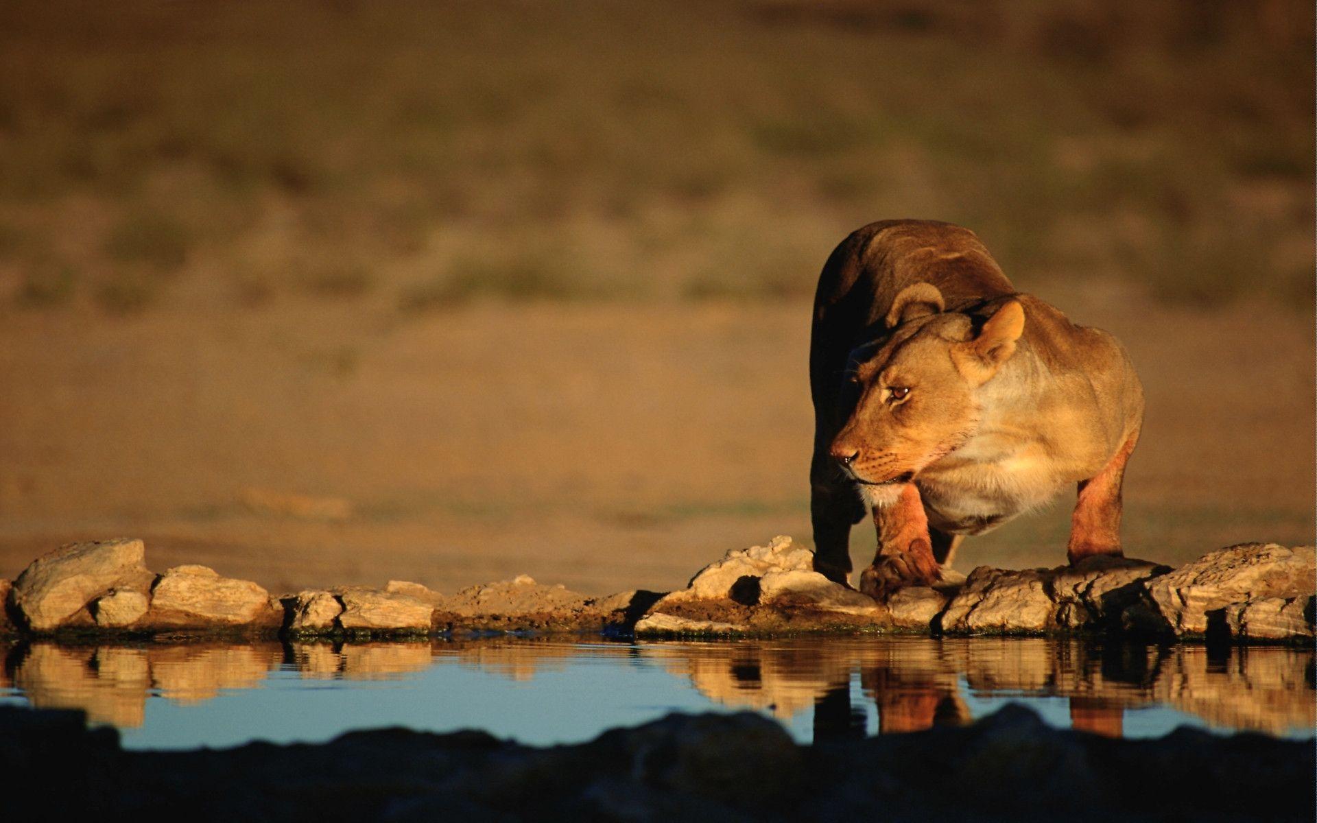 Lioness Water Break High Quality Wallpaper, HQ Background. HD