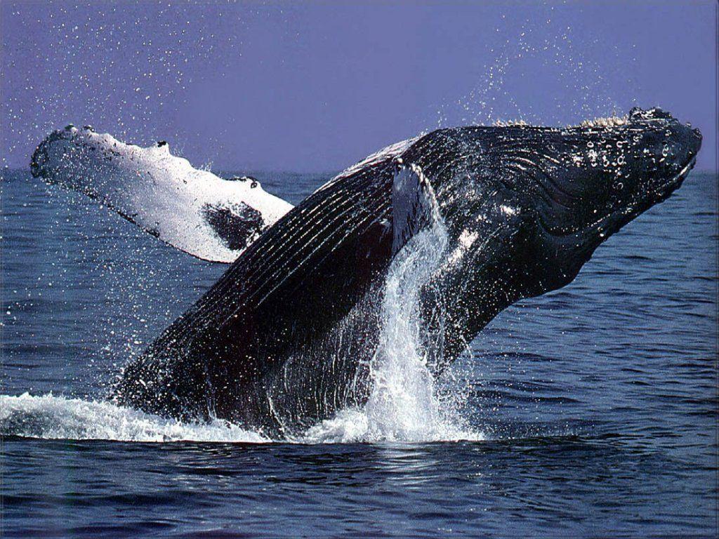 Desktop Wallpaper · Gallery · Animals · Humpback whale. Free