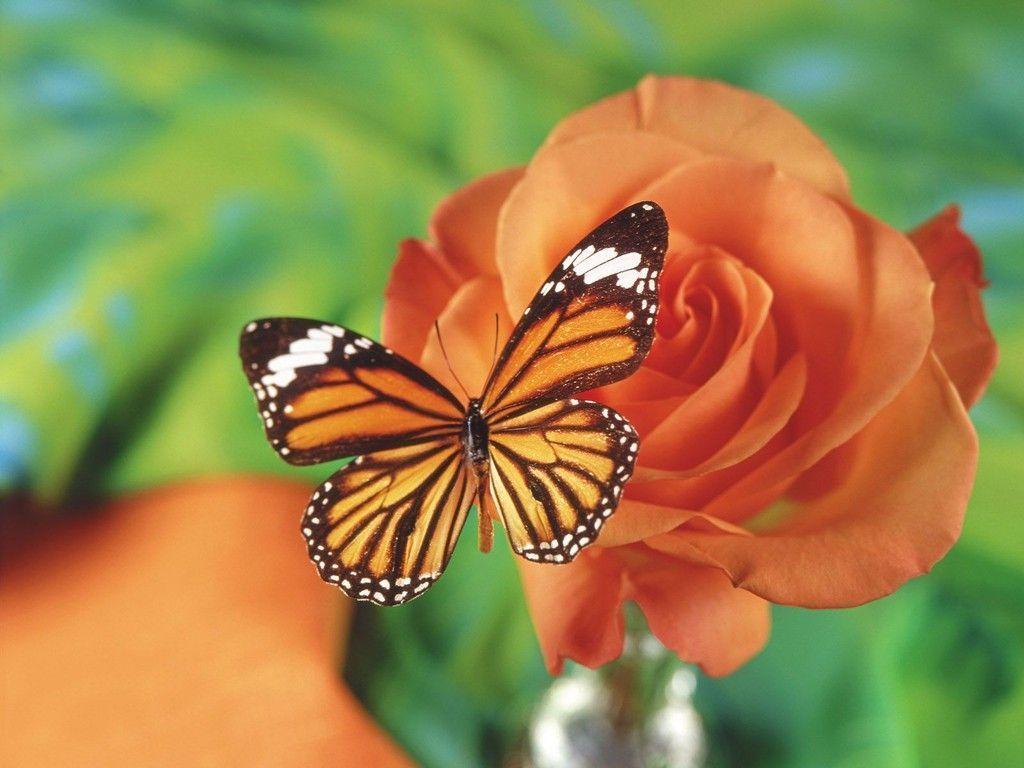 Wallpaper Butterfly And Flower Free Computer 1024x768