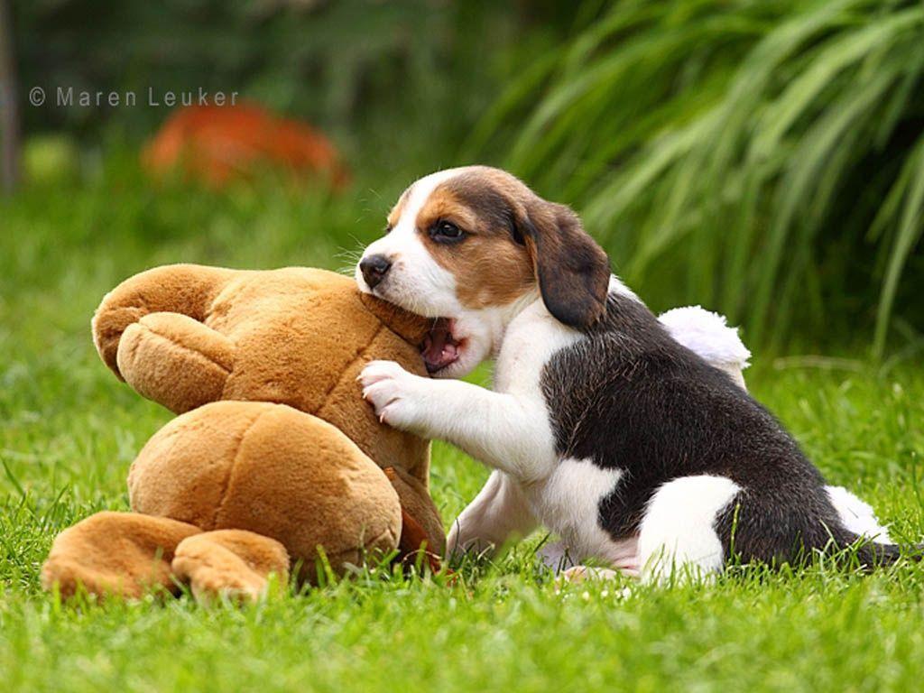 The Big Eared Beagle puppies