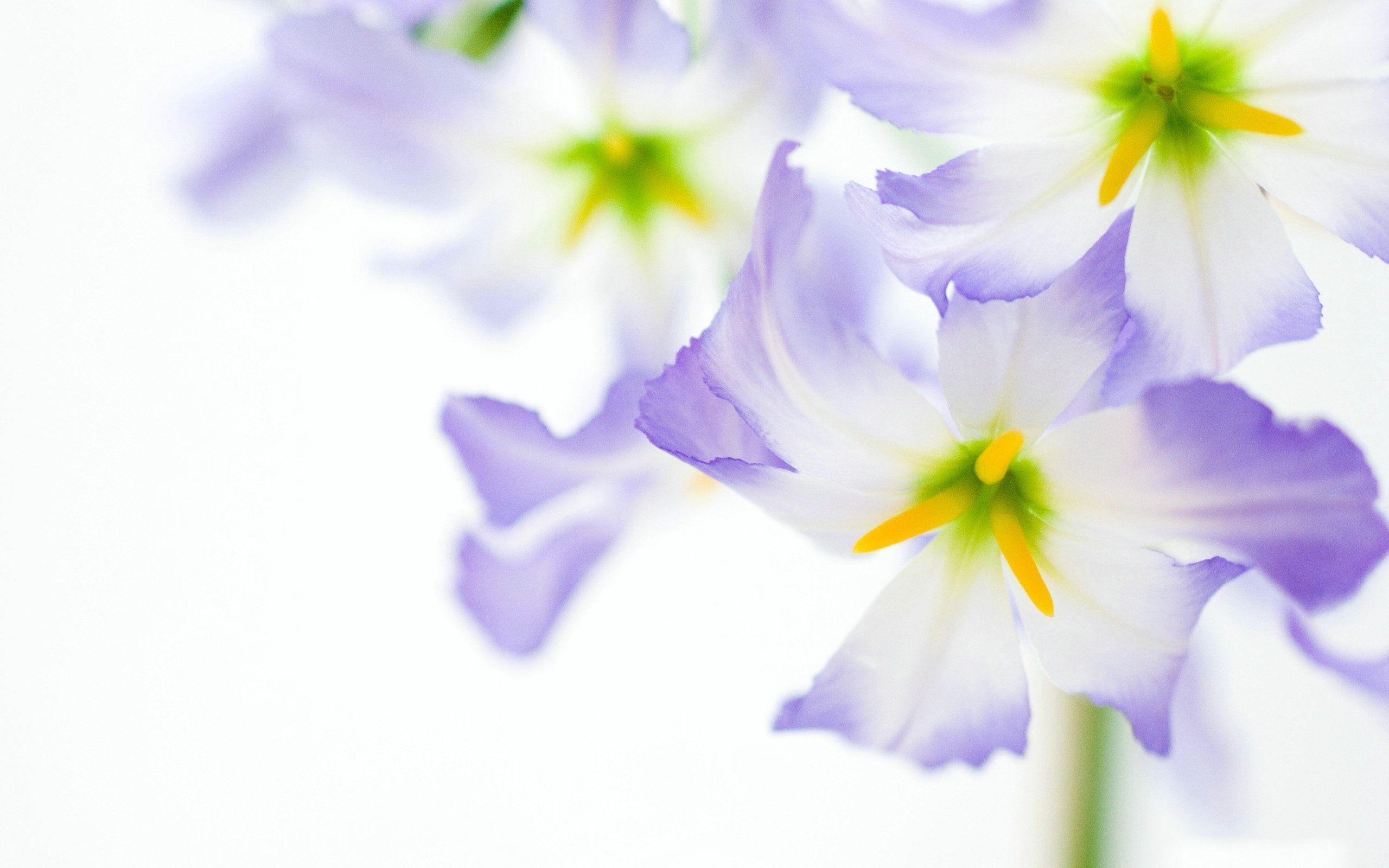 Purple Flower White Background Free Desk HD Wallpaper