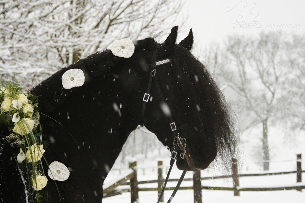 Animals For > Friesian Horse In Snow Wallpaper