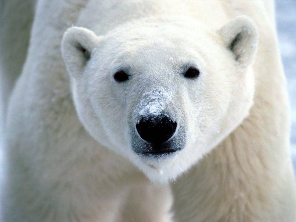 Polar bear Animals Wallpaper