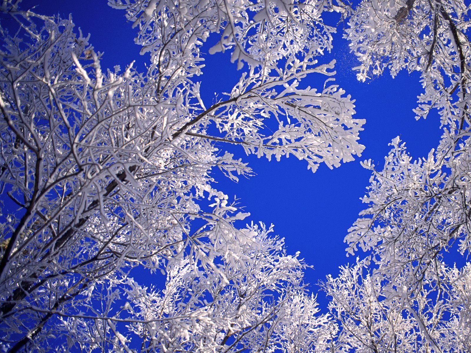 Frosted trees winter scene free desktop background