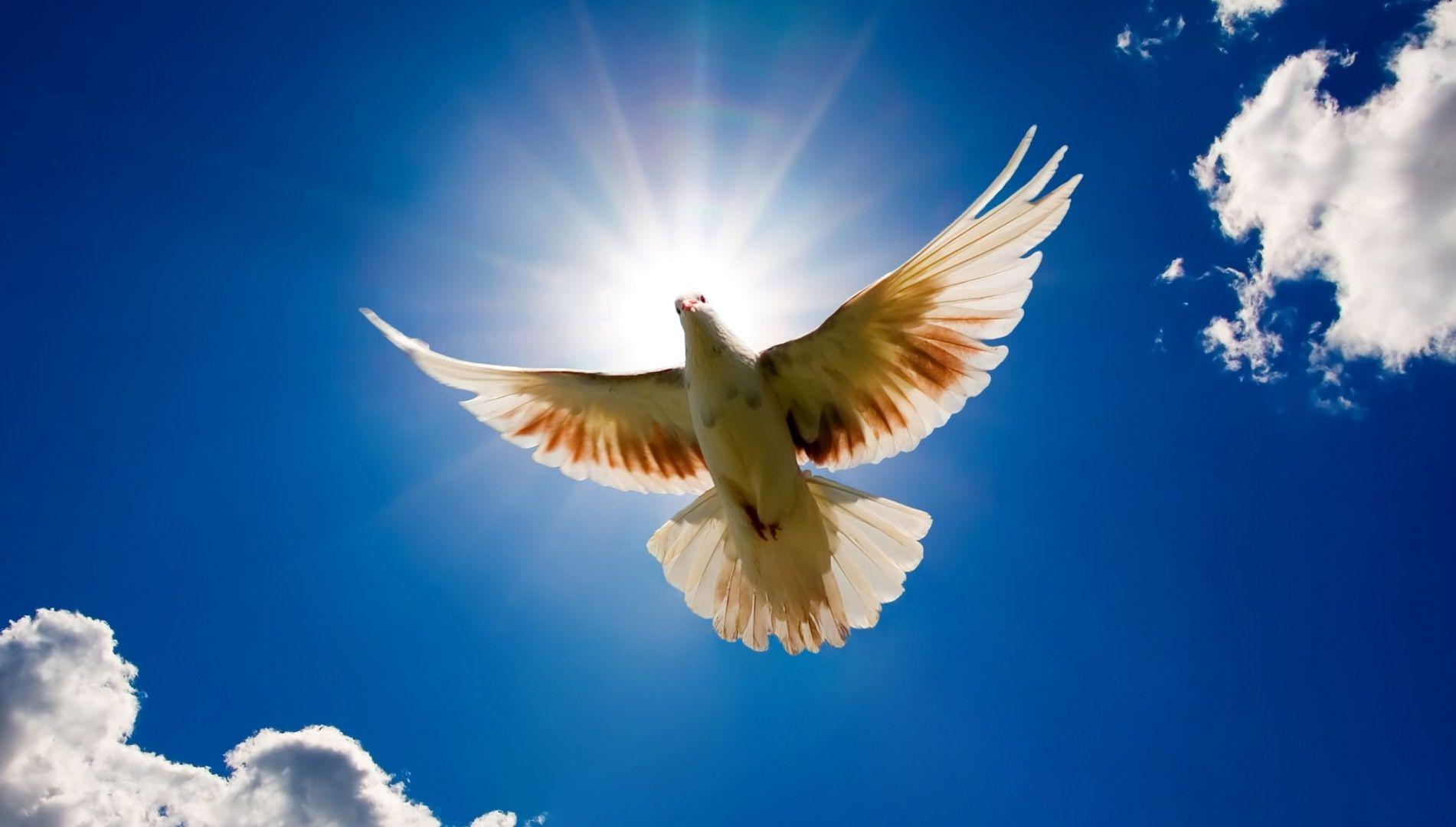 White Dove Flying Against Blue Sky Free and Wallpaper