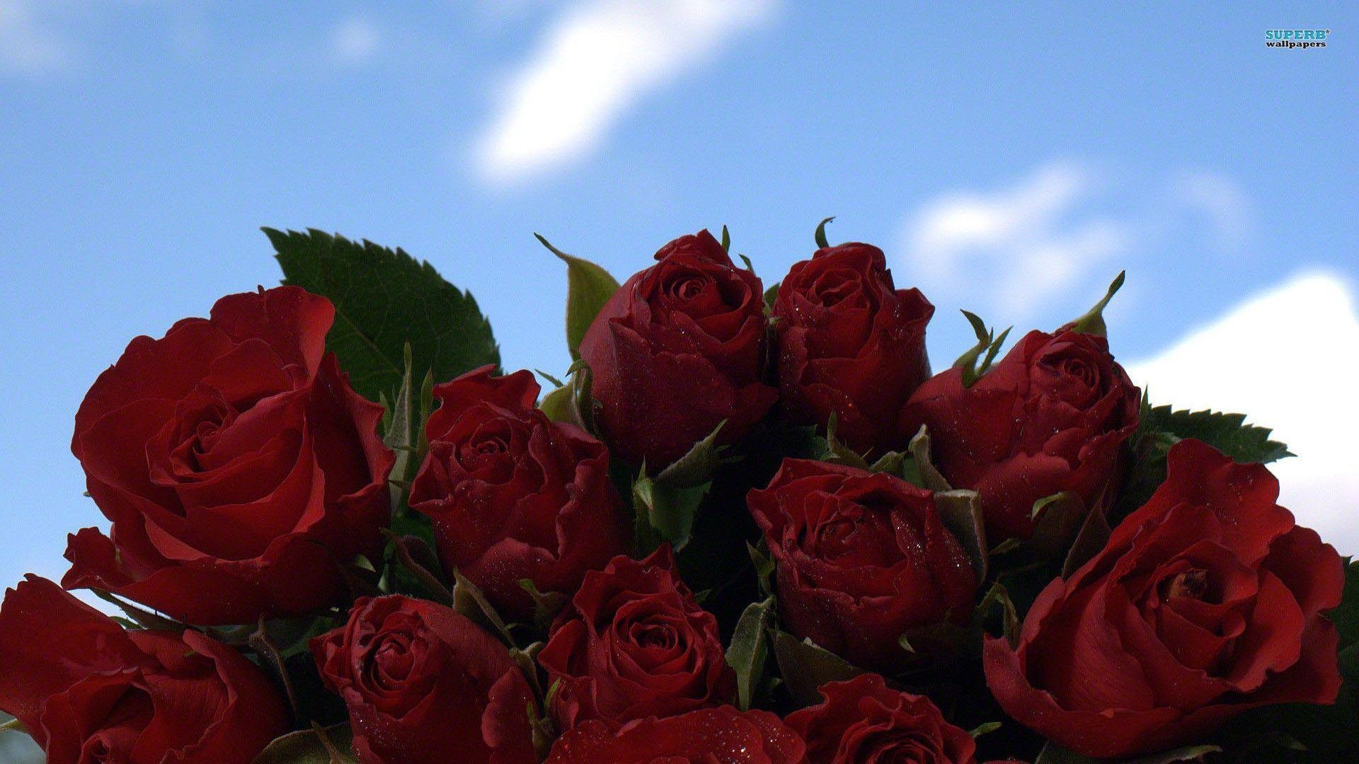 Wallpaper flowers clockhowever beautiful saver roses screen admin