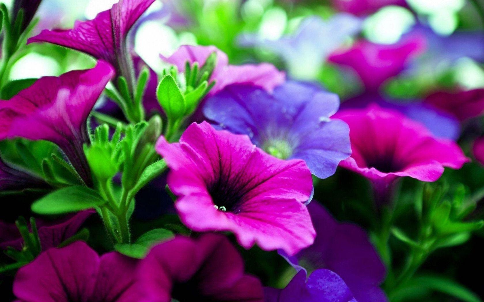 Pink And Purple Flowers Background Background 1 HD Wallpaper