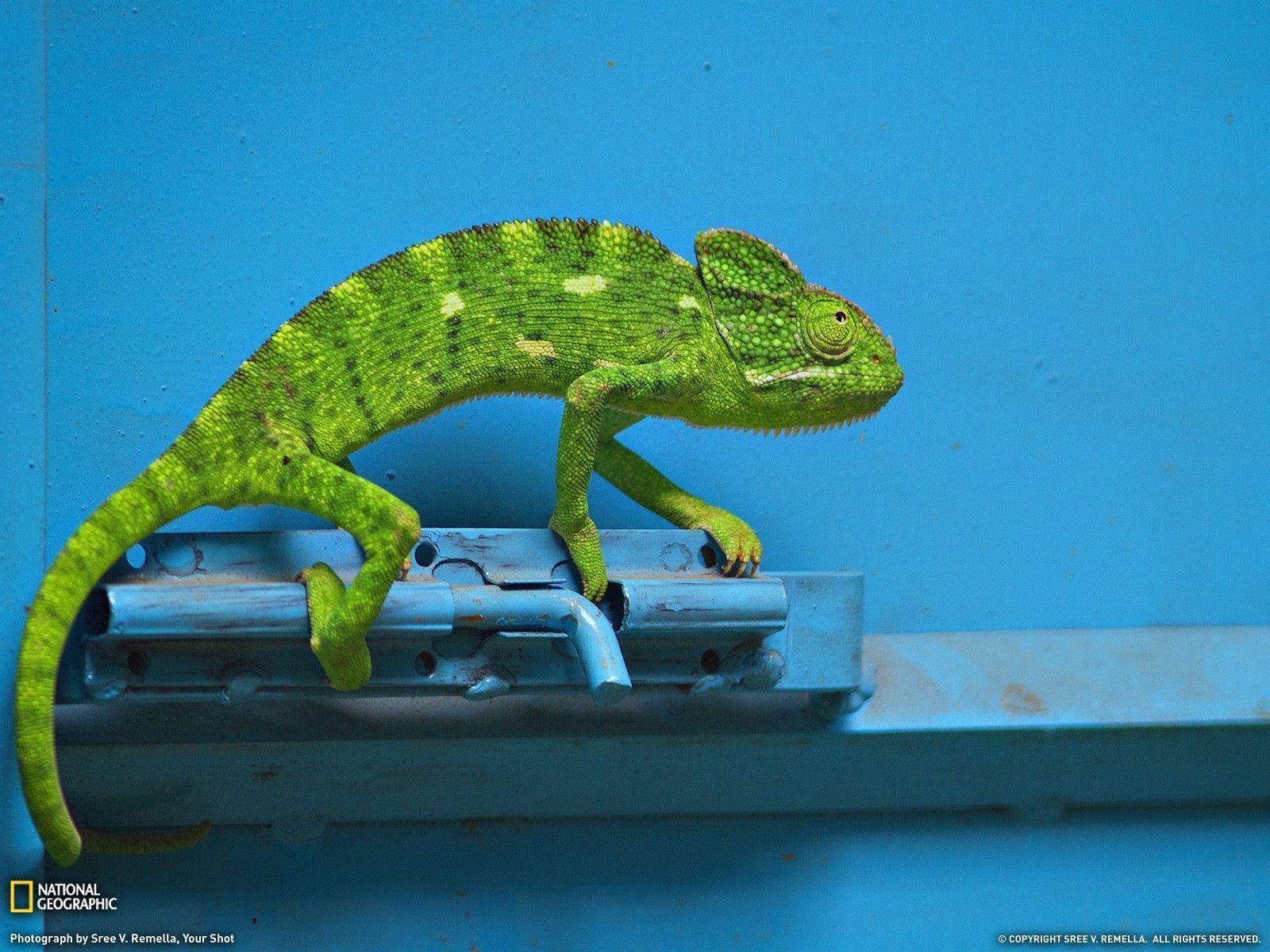 Chameleon Picture