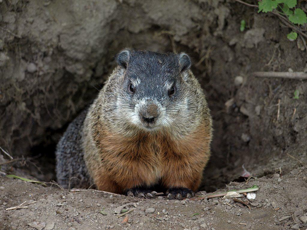 Panoramio of Male Groundhog with a dirty nose saying hello!