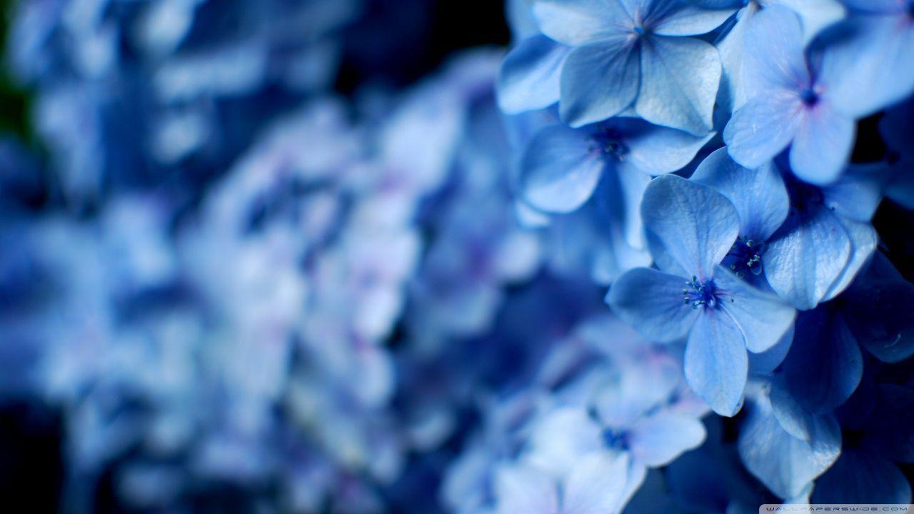 Hydrangea Flower Desktop Wallpaper for Free