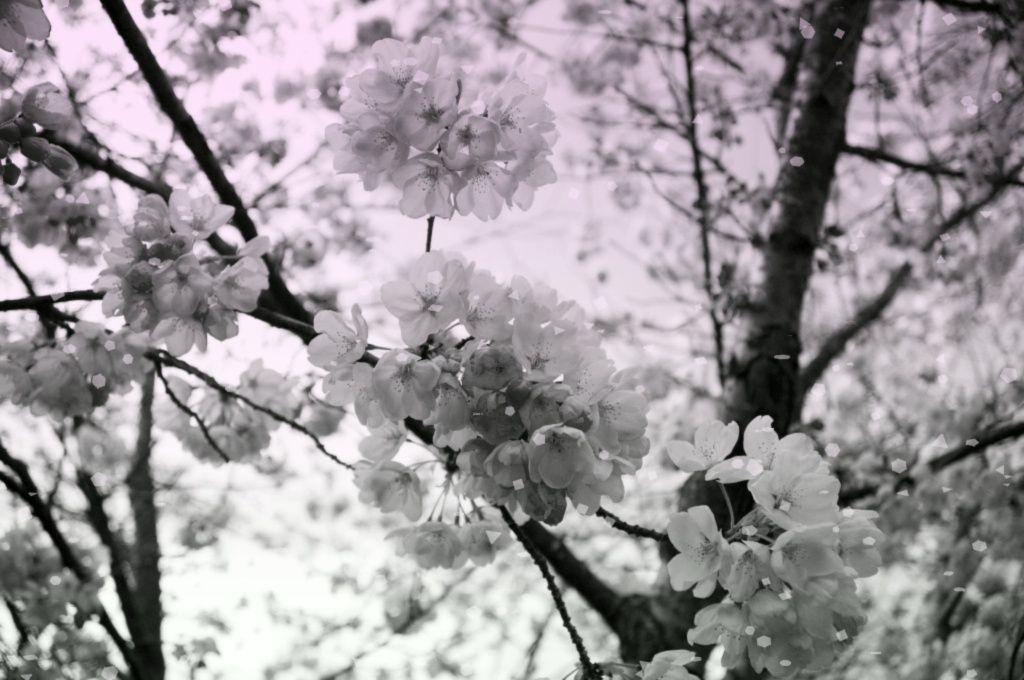 Cherry Blossom Wallpaper and Picture Items