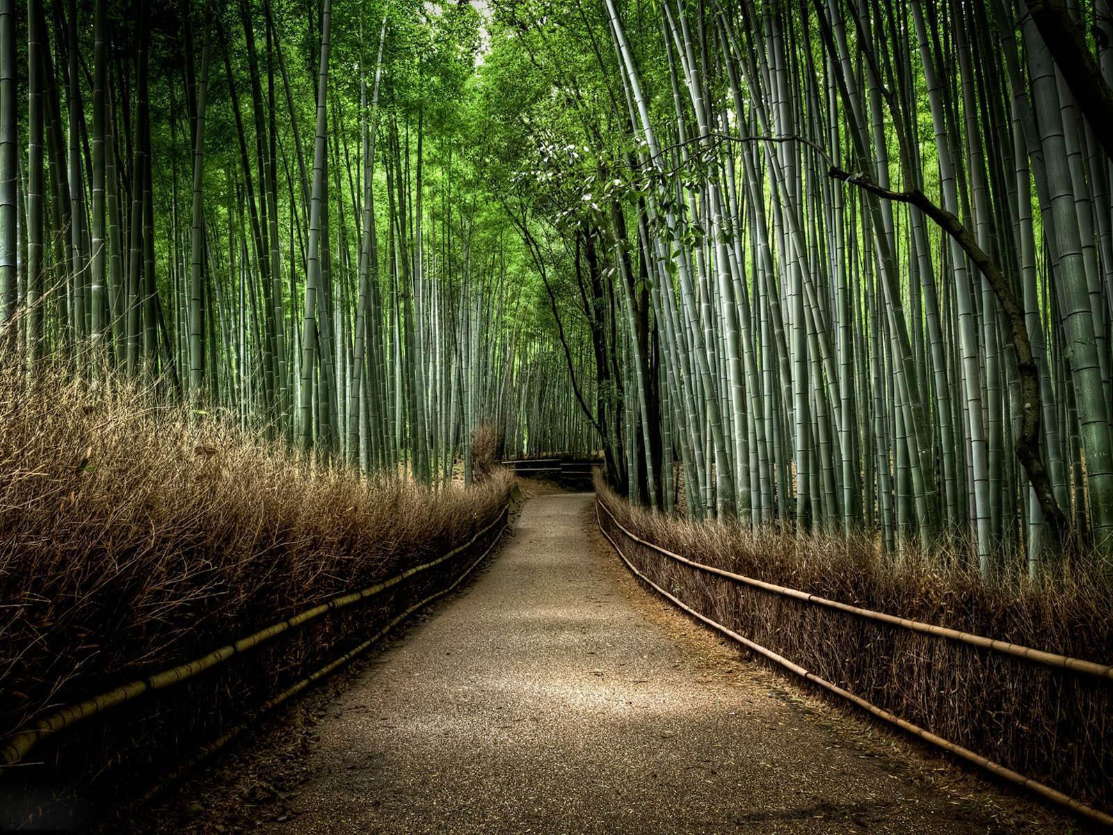 wallpaper: Bamboo Forest Wallpaper