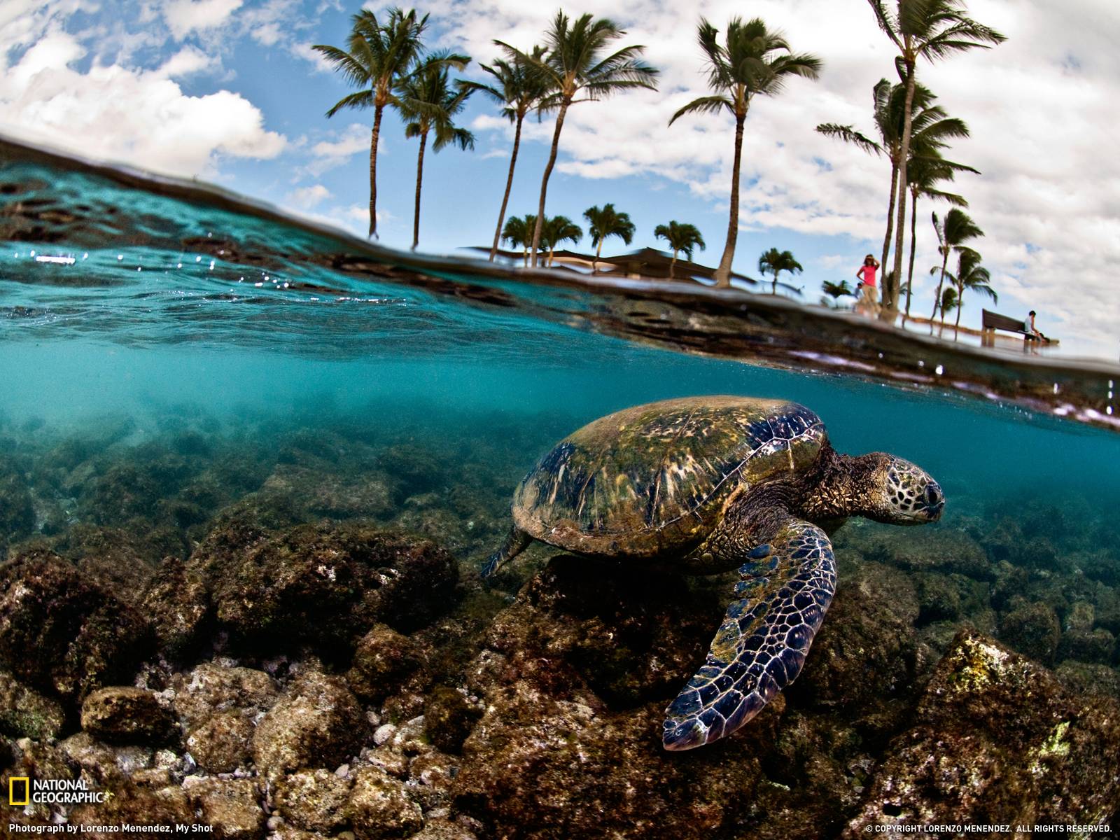 Green Sea Turtle Photo, Hawaii Wallpaper