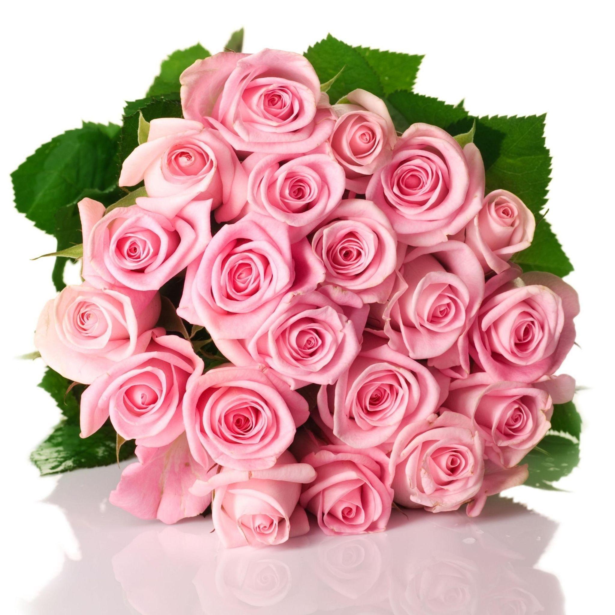 Download Wallpaper 2048x2048 roses, flowers, pink, flower, green