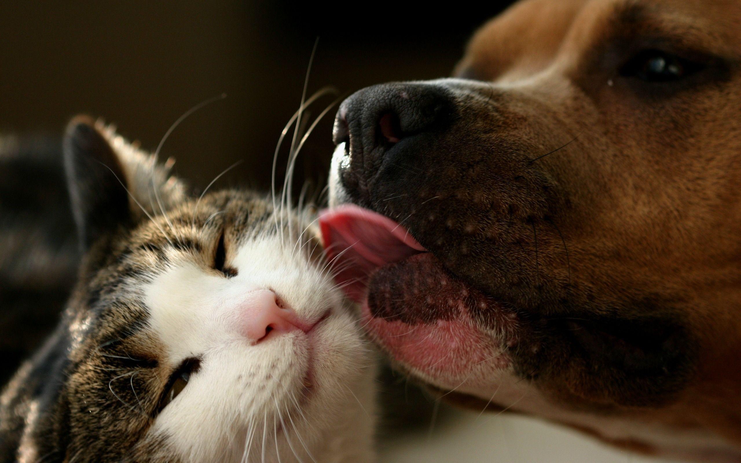 Unbelievable Love Cat And Dog Wide HD Desktop Wallpaper