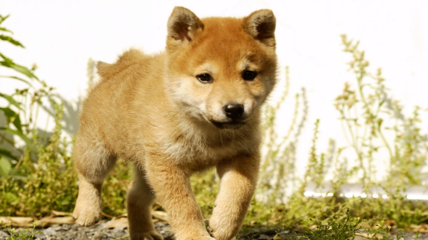 Akita Wallpapers - Wallpaper Cave