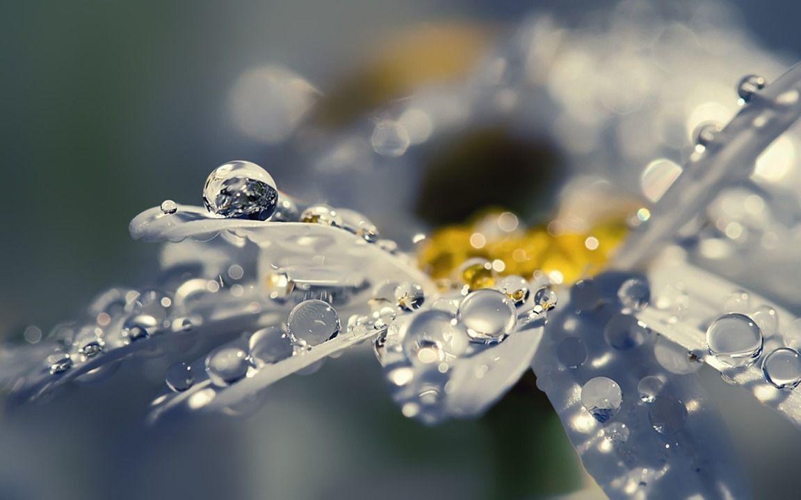 Bubbles of Water on White Daisy widescreen wallpaper. Wide