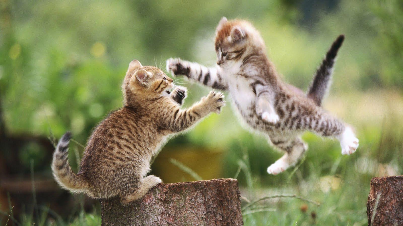 Download Cute Funny Cat Desktop wallpaper Image